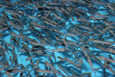 В Каменское и Кременчугское водохранилища вселят 30 тысяч мальков рыб