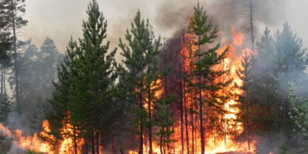 В Днепропетровской области сгорел гектар леса