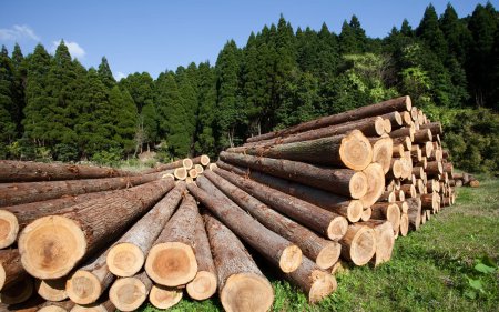 Гослесагентство: Экспорт изделий из древесины вырос на 25%
