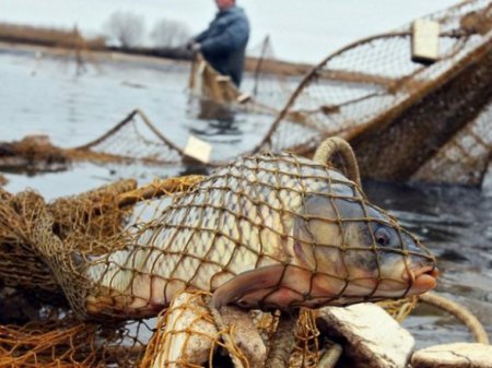 В Черкасской области задержали браконьеров