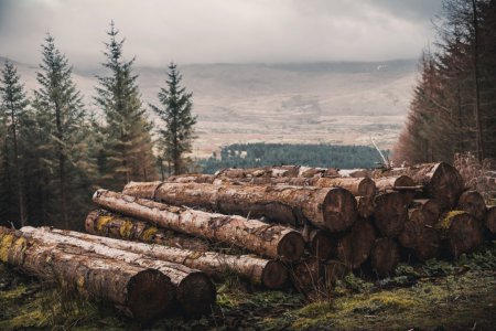 За последние 10 лет в Украине посадили леса больше, чем вырубили — премьер-министр