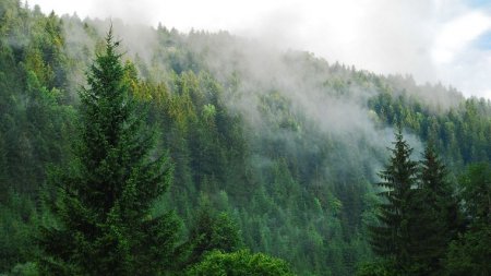 Минэкологии оценило масштабы ежегодных незаконных вырубок леса в Украине