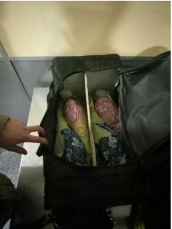 Из Украины в ОАЭ в ручной клади пытались вывезти краснокнижных соколов